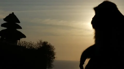 Sunset Monkey Slow Motion 4k Stock-Footage 44386952