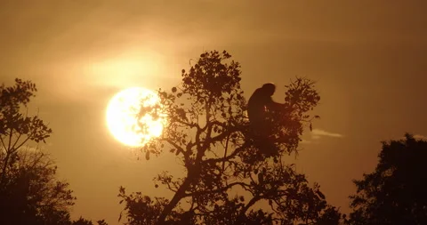 Sunset of the Monkeys Stock Footage 142088780