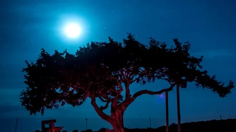 Sunset moon behind a very old tree. Stock Footage 72295515