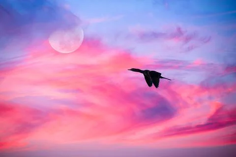 Sunset Moon Bird Flying Soaring Silhouette Clouds Ethereal Colorful Surreal.. Stock Photos