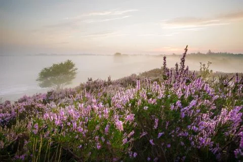 Sunset at moorland Stock Photos