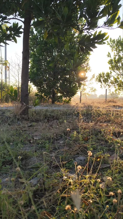 Sunset in the morning in the garden Stock Footage 296795195