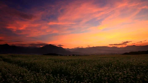 Sunset, Mount Dokko, Mount Fudami, and the Flowering Buckwheat Fields Vídeo Stock 330357075