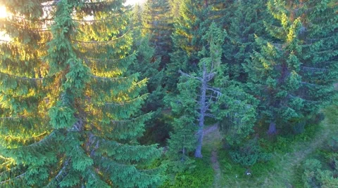 Sunset on mountain coniferous forest Video stock 66263802