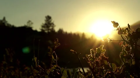 Sunset Mountain Flower Stock Footage 40849590