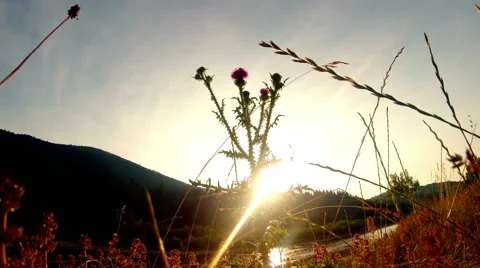 Sunset on the mountain river through thistle Stock Footage 40397278