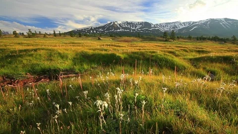 Sunset in the mountains of Altai, Mongolia. Meadow with edelweisses Vídeo Stock 72333877
