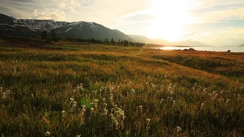 Sunset in the mountains of Altai, Mongolia. Meadow with edelweisses Stock Footage 72334290