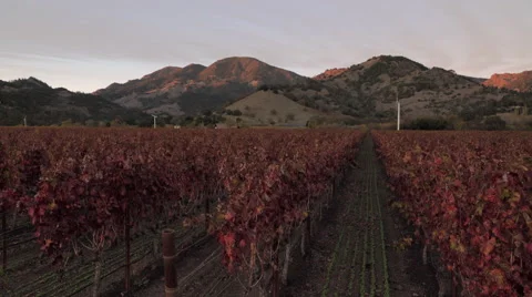 Sunset on mountains behind red vineyards Stock Footage 57676245