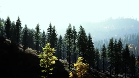 Sunset in the mountains with forest and shining sun Video stock 235142967