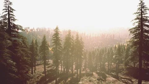 Sunset in the mountains with forest and shining sun Stock Illustration
