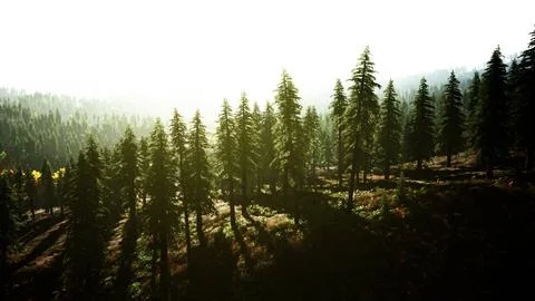 Sunset in the mountains with forest and shining sun Illustrazione stock