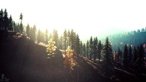 Sunset in the mountains with forest and shining sun Illustrazione stock