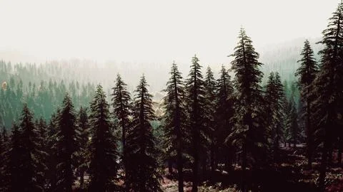 Sunset in the mountains with forest and shining sun Illustrazione stock
