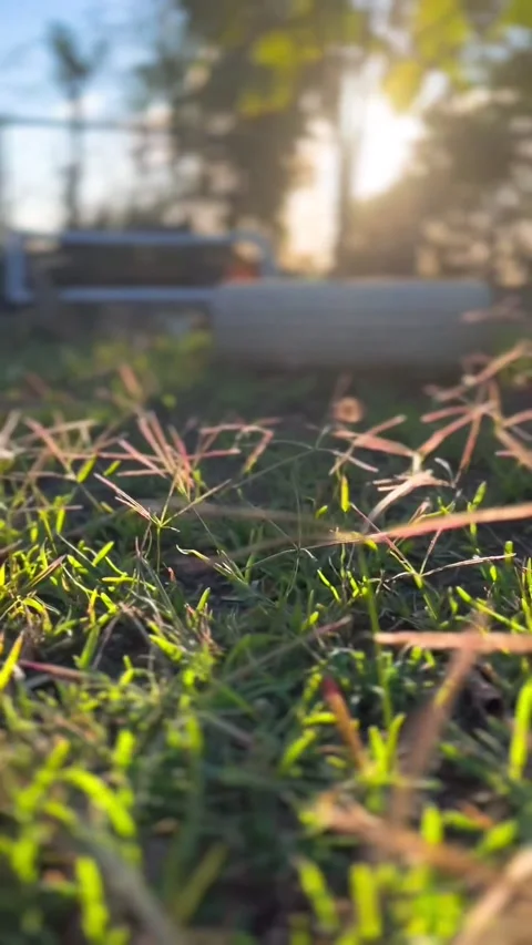 Sunset in the mountains, nature, macro,grass Video stock 239682405