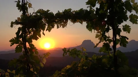 Sunset in the mountains viewed through frame of grapevine Stock Footage 158833221
