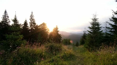 Sunset in the mountains wind shaking pines and grass Stock Footage 159546231