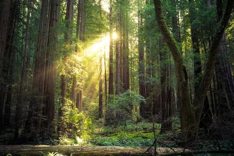 Sunset in the Muir Woods Redwoods, Muir Woods National Monument, California Stock Photos