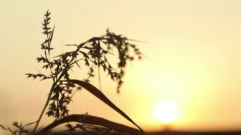 Sunset in Mumbai Stock-Footage 134821569