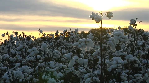  sunset MWS, back-lit cotton field Stock Footage 57650464