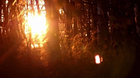 Sunset in a mystic forest with sun shining through grass Stock Footage 70097068