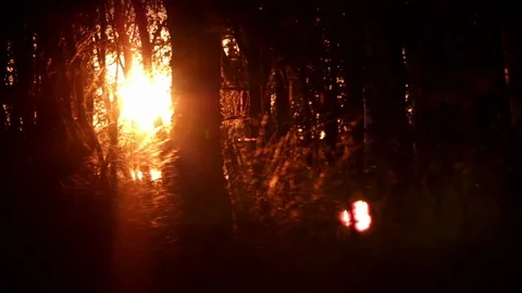 Sunset in a mystic forest with variant vignette effect Stock Footage 70097038