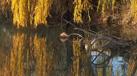 Sunset on the Nature and river Video stock 58208221