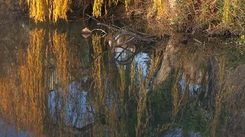 Sunset on the Nature and river Stock Footage 58208250