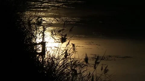 Sunset on the Nature and river Video stock 58208361