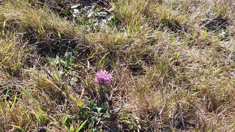 Sunset Nature Background ; Slow motion Stock Footage 125218653