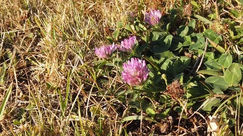 Sunset Nature Background ; Slow motion Stock Footage 125218662