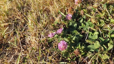 Sunset Nature Background ; Slow motion Stock Footage 125218676