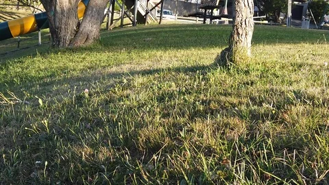 Sunset Nature Background ; Slow motion Stock Footage 125218688