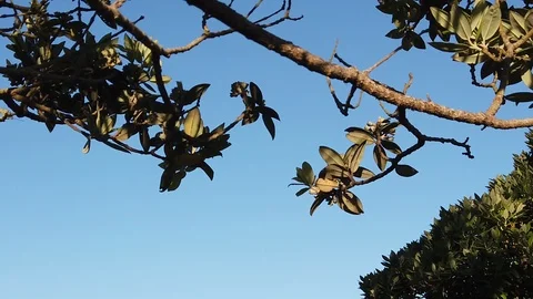 Sunset Nature Background ; Slow motion Stock Footage 125218693