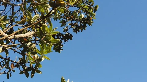 Sunset Nature Background ; Slow motion Stock Footage 125218702