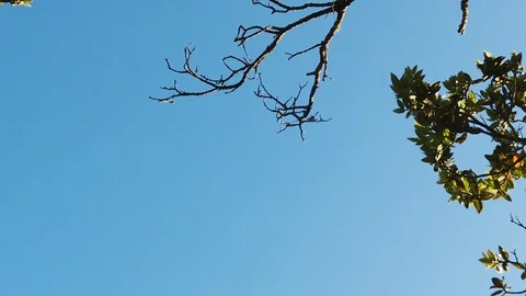 Sunset Nature Background ; Slow motion Stock Footage 125218709