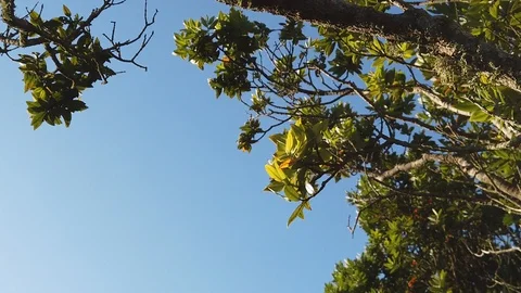 Sunset Nature Background ; Slow motion Stock Footage 125218713