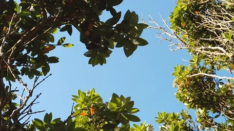 Sunset Nature Background ; Slow motion Stock Footage 125218714