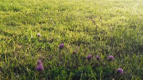 Sunset Nature Background ; Slow motion Stock Footage 125218724