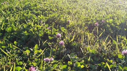 Sunset Nature Background ; Slow motion Stock Footage 125218744