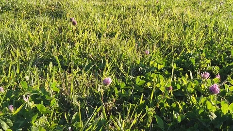 Sunset Nature Background ; Slow motion Stock Footage 125218745