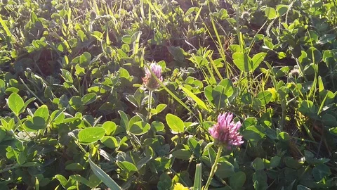 Sunset Nature Background ; Slow motion Stock Footage 125218748