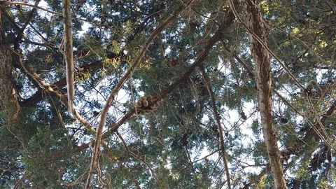 Sunset Nature Background ; Slow motion Stock Footage 125218767