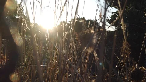 Sunset Nature Background ; Slow motion Stock Footage 125218770