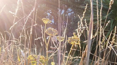 Sunset Nature Background ; Slow motion Stock Footage 125218771