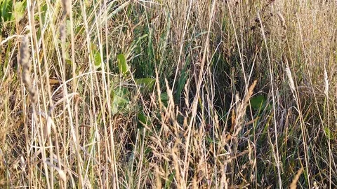 Sunset Nature Background ; Slow motion Stock Footage 125218790