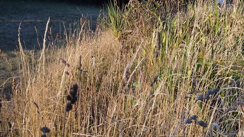 Sunset Nature Background ; Slow motion Stock Footage 125218791