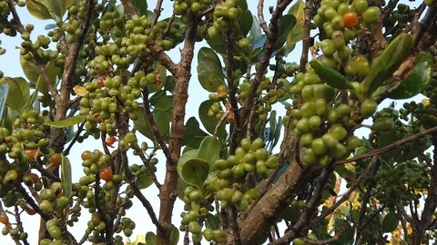 Sunset Nature Background ; Slow motion Stock Footage 125218794