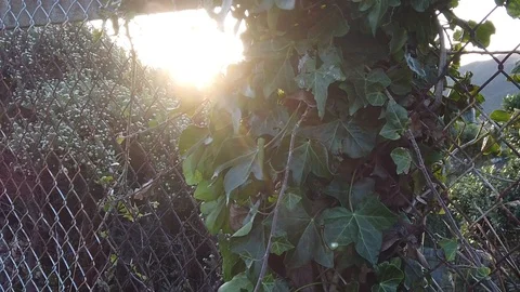 Sunset Nature Background ; Slow motion Stock Footage 125218801