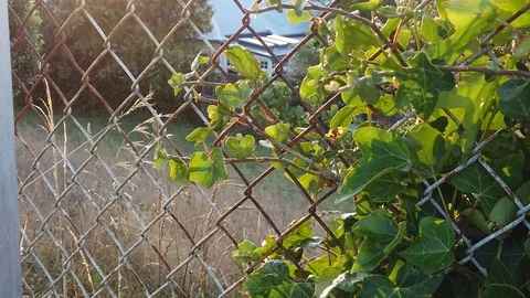 Sunset Nature Background ; Slow motion Stock Footage 125218803